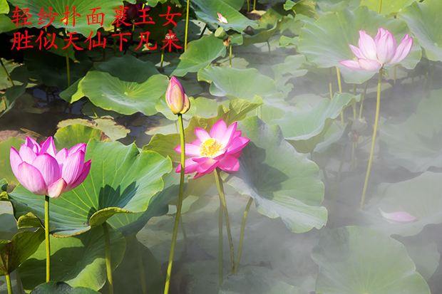 517A1440zi.jpg