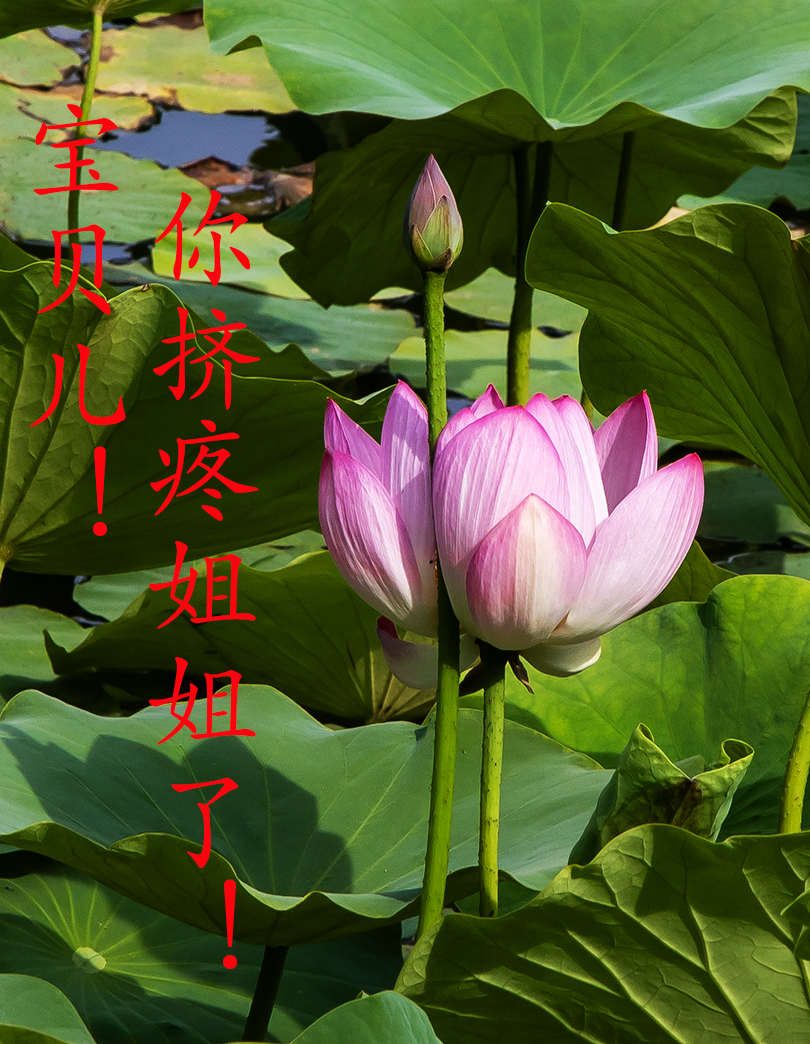 517A1448zi.jpg